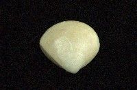 藏品(普通文蛤)的圖片